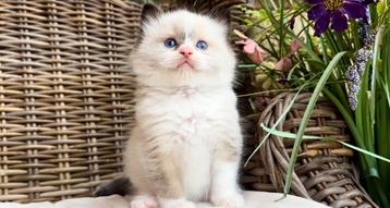 Fantastisch mooie lieve ragdoll kitten, uit top bloedlijnen! beschikbaar voor biedingen