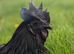 Broedeieren ayam cemani, Dieren en Toebehoren, Pluimvee, Meerdere dieren, Kip