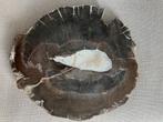 Versteend hout/Nieuw!, Ophalen of Verzenden, Overige typen
