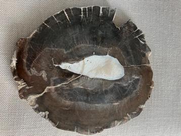 Versteend hout/Nieuw! beschikbaar voor biedingen