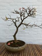 Bonsai acer buergerianum, Tuin en Terras, Bloeit niet, Overige soorten, Minder dan 100 cm, Ophalen