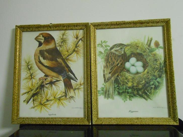 Antieke kadertjes met Appelvink en heggemus, Dieren en Toebehoren, Vogels | Overige Vogels