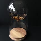 Schedelsfinxvlinder Acherontia Atropos XL Globe, Nieuw, Opgezet dier, Ophalen of Verzenden, Insect