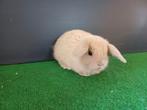 Handtamme mannelijke minilop konijnen jong, Mannelijk, Dwerg, 0 tot 2 jaar, Hangoor