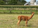 Alpaca hengst bruin en wit, Dieren en Toebehoren, Juni, Mannelijk
