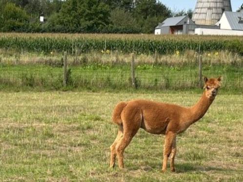 Alpaca hengst bruin en wit, Dieren en Toebehoren, Overige Dieren, Mannelijk, Juni