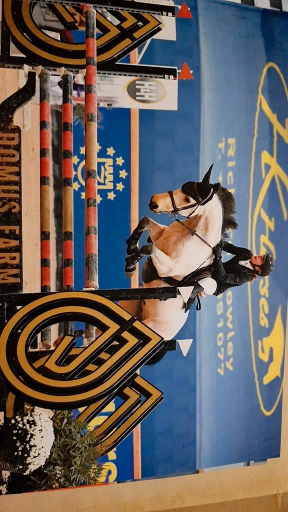 Springpony te huur, Dieren en Toebehoren, Pony's, Springpony