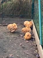 Cochinkriel Buff 2024, Dieren en Toebehoren, Pluimvee, Meerdere dieren, Kip