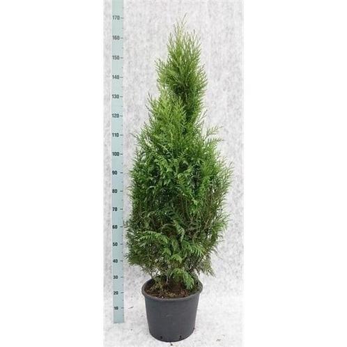 Thuja plicata atrovirens, Tuin en Terras, Planten | Struiken en Hagen, Struik, Conifeer, Minder dan 100 cm, Ophalen