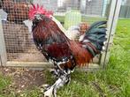 Ukkelse baardkriel haan, Dieren en Toebehoren, Pluimvee, Mannelijk, Kip