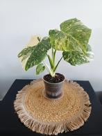 Monstera green snow, Huis en Inrichting, Kamerplanten, Ophalen of Verzenden