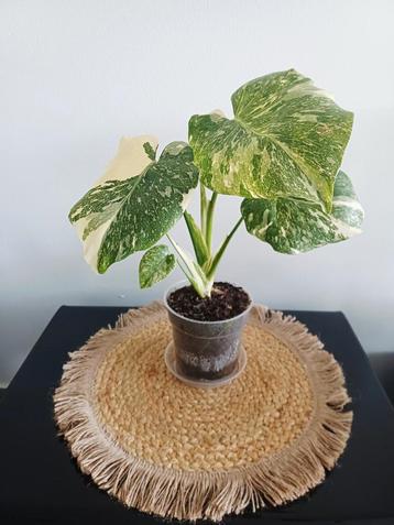 Monstera green snow beschikbaar voor biedingen