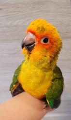 Zonparkiet 💛 EAM mannelijk ♂️ en vrouw ♀️, Dieren en Toebehoren, Vogels | Parkieten en Papegaaien, Meerdere dieren, Parkiet, Geringd