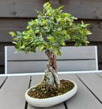 Ulmus Parvifolia bonsai - Shohin, Tuin en Terras, Planten | Bomen, Overige soorten, Lente, Minder dan 100 cm, Ophalen