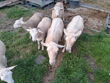 Jonge easy care schapen