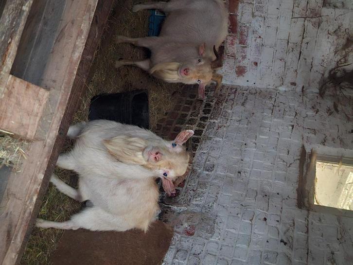 2 beige dwerggeit bokken, Dieren en Toebehoren, Schapen, Geiten en Varkens, Geit, Mannelijk, 0 tot 2 jaar