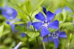 Vinca Minor, Tuin en Terras, Planten | Tuinplanten, Ophalen, Halfschaduw