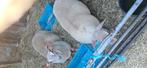 2 ooilammeren ( kruising texel swifter  rouge de louest), Dieren en Toebehoren, Schapen, Geiten en Varkens
