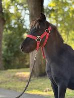 Shetlander hengstveulen (zwaarder type), Dieren en Toebehoren