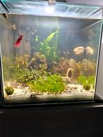 Qubic 60 pro aquarium met vissenbestand + materiaal, Dieren en Toebehoren, Vissen | Aquaria en Toebehoren, Ophalen, Zo goed als nieuw