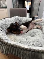 Jack russel pup uit geteste ouders, Dieren en Toebehoren, België, Fokker | Hobbymatig, Jack Russell Terriër, Reu