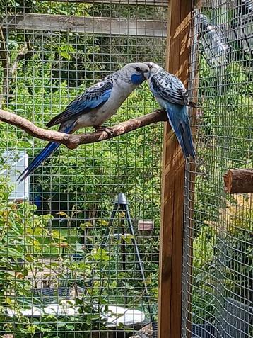 Couple rosella / omnicolore