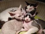 Mooie en sociale kittens, Vermifugé, Plusieurs animaux, 0 à 2 ans