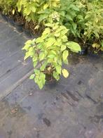 hortensia annabelle en boerenhortensia aan 1,50 euro/stuk, Tuin en Terras, Planten | Tuinplanten, Vaste plant, Halfschaduw, Zomer