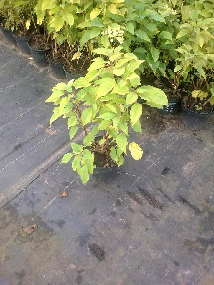 hortensia annabelle en boerenhortensia aan 1,50 euro/stuk, Tuin en Terras, Planten | Tuinplanten, Vaste plant, Overige soorten