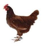 Zoek een paar kippen., Dieren en Toebehoren, Pluimvee