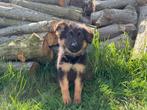 Langharige Duitse Herder pups, Dieren en Toebehoren, Honden | Herdershonden en Veedrijvers, België, 8 tot 15 weken, CDV (hondenziekte)