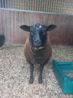 Ram (4 maanden oud), Dieren en Toebehoren