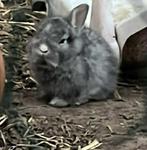Baby konijntjes, Dieren en Toebehoren, Konijnen, Dwerg