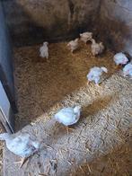 Mesthaantjes