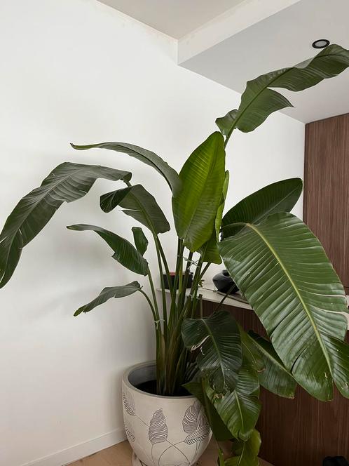 Strelitzia 180cm, Maison & Meubles, Plantes d'intérieur, 150 à 200 cm, Enlèvement ou Envoi