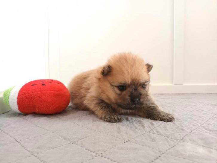 Prachtig klein Pomeriaan teefje., Dieren en Toebehoren, Honden | Chihuahua's en Gezelschapshonden, Teef, Overige rassen, Particulier