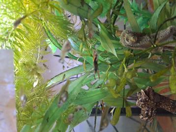 100 tal Mooie  jongen guppys  verschillende  leeftijden. beschikbaar voor biedingen