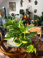Epipremnum pinnatum aurea, Huis en Inrichting, Kamerplanten, Ophalen