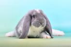 Franse hangoren, Dieren en Toebehoren, Konijnen, Mannelijk, Groot, Hangoor, 0 tot 2 jaar