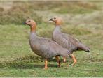 Roodkopganzen / roodkopgans / ganzen / gans, Dieren en Toebehoren, Pluimvee, Meerdere dieren, Gans of Zwaan