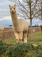 Alpaca hengst Rocco 2 jaar, Dieren en Toebehoren, Mei, Mannelijk