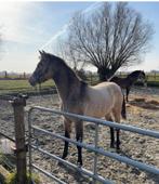 PRE cruzado jaarling merrie, Dieren en Toebehoren