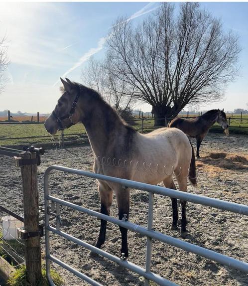 PRE cruzado jaarling merrie, Dieren en Toebehoren, Paarden