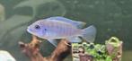 Maylandia Estherae minos reef malawi cichliden, Dieren en Toebehoren, Vissen | Aquariumvissen, Vis, Zoetwatervis