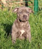 Amerikaanse Stafford pups, Dieren en Toebehoren, België, CDV (hondenziekte), 8 tot 15 weken, American Staffordshire Terriër