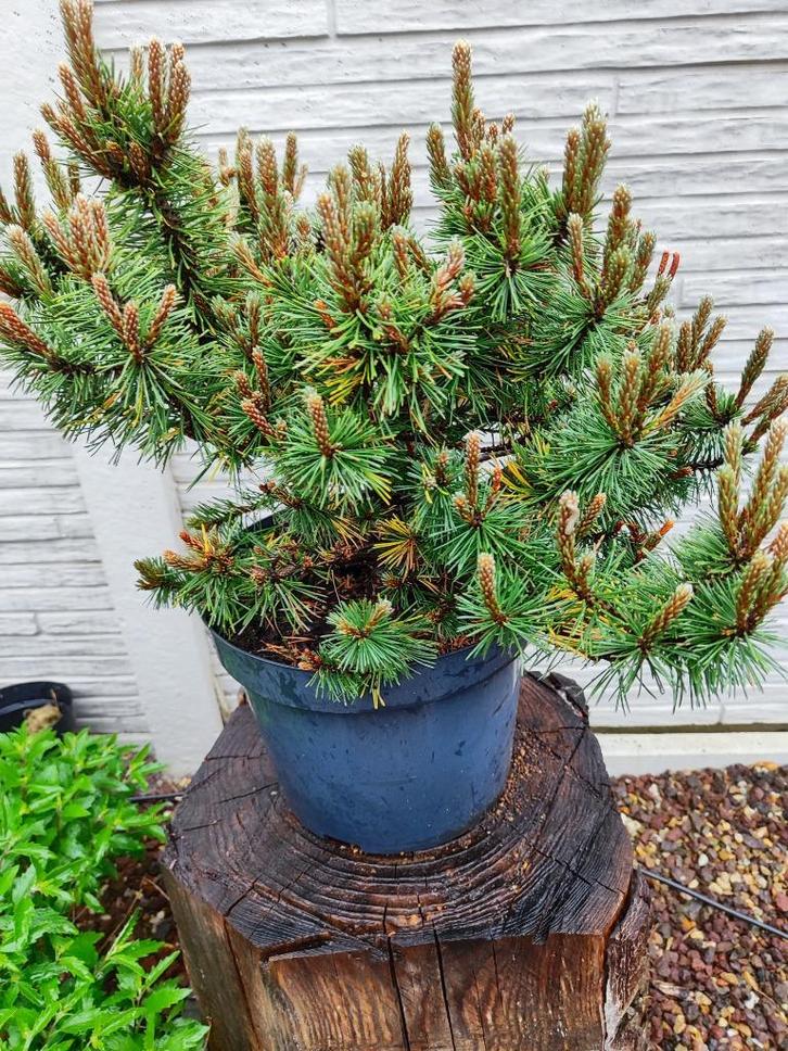 Startplant bonsai Pinus Mugo Humpy, Tuin en Terras, Planten | Bomen, Overige soorten, Minder dan 100 cm, Volle zon, Bloeit niet
