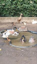 Loopeendjes GRATIS, Dieren en Toebehoren, Pluimvee