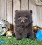 Chiot de Poméranie/Chiot pygmée/pompon / petit loulou, Loulou, Plusieurs, Parvovirose, Belgique