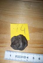 Fossiles en spirale (NR14), Collections, Enlèvement ou Envoi, Fossile