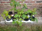 Herfstframboos, Tuin en Terras, Planten | Tuinplanten, Ophalen
